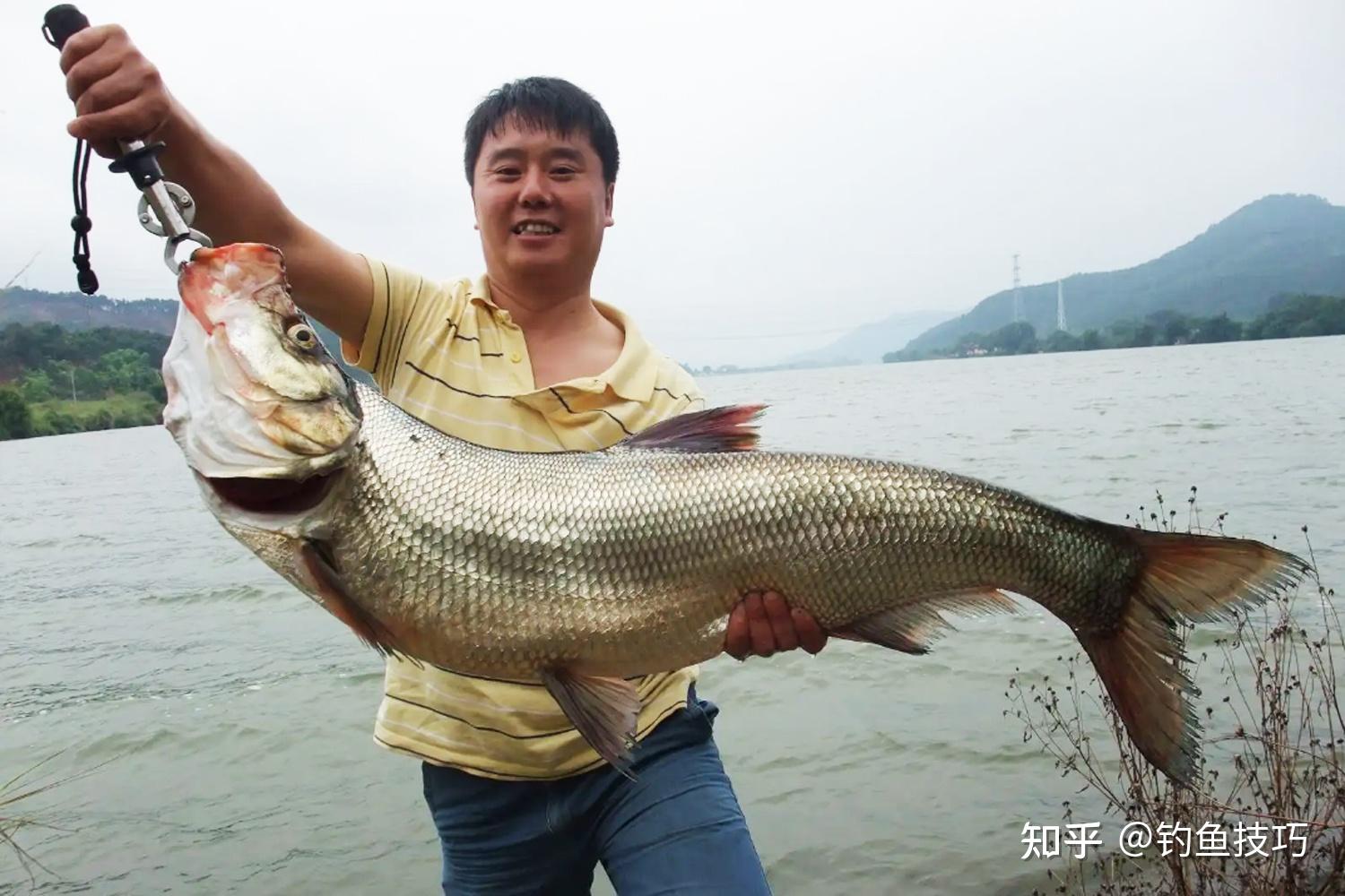 太湖鱼类名称和图片,太湖稀有鱼种,太湖所有的鱼类图片(第17页)_大山谷图库