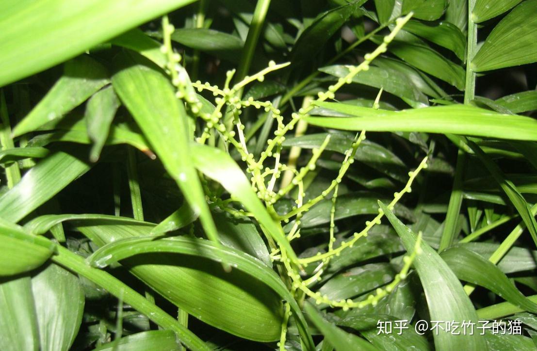 竹子是草而不是树 - 知乎