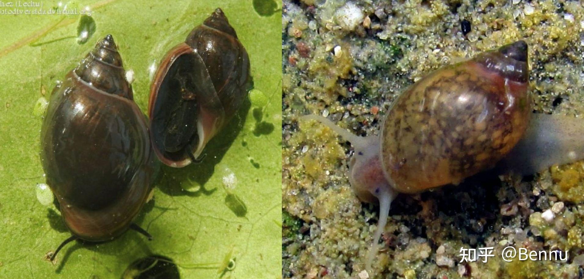 鱼缸常见的淡水杂螺种类和鉴定