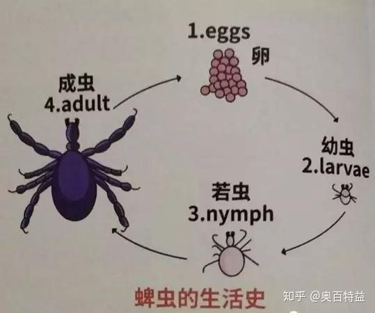 蜱虫自述人生 - 知乎