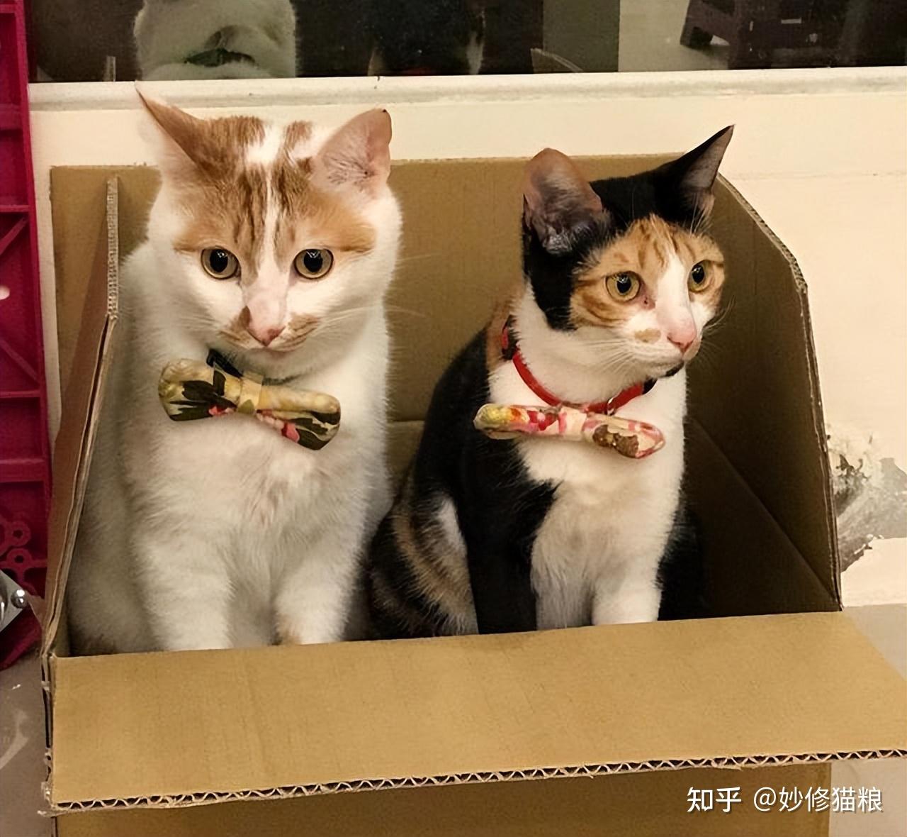 公猫和母猫有什么区别? - 知乎