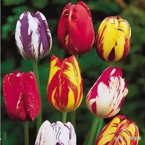 天价!天价!名贵植物排行,令人大开眼界-名贵植物图片