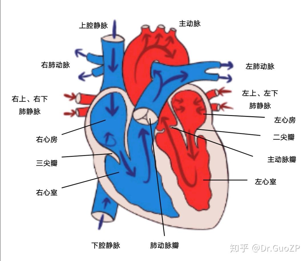 人的心脏解剖图设计图__动漫人物_动漫动画_设计图库_昵图网nipic.com