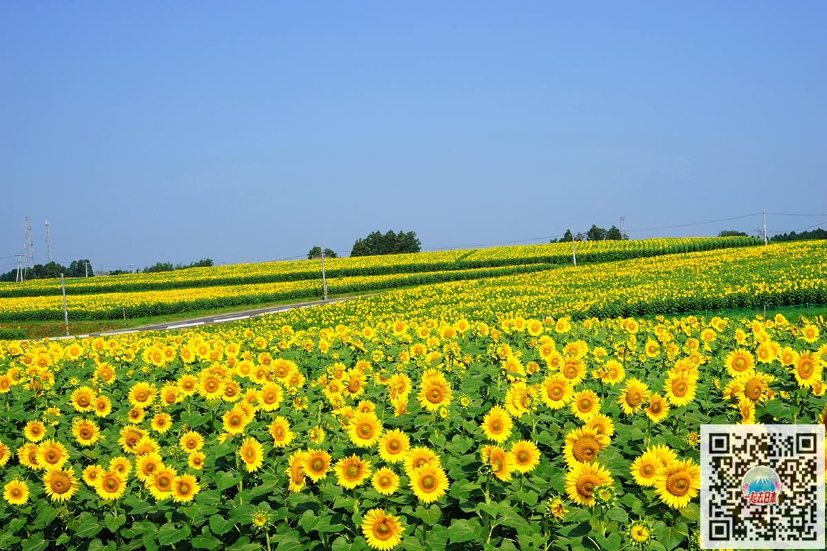 盛夏记忆中的金色花海日本向日葵花田10选