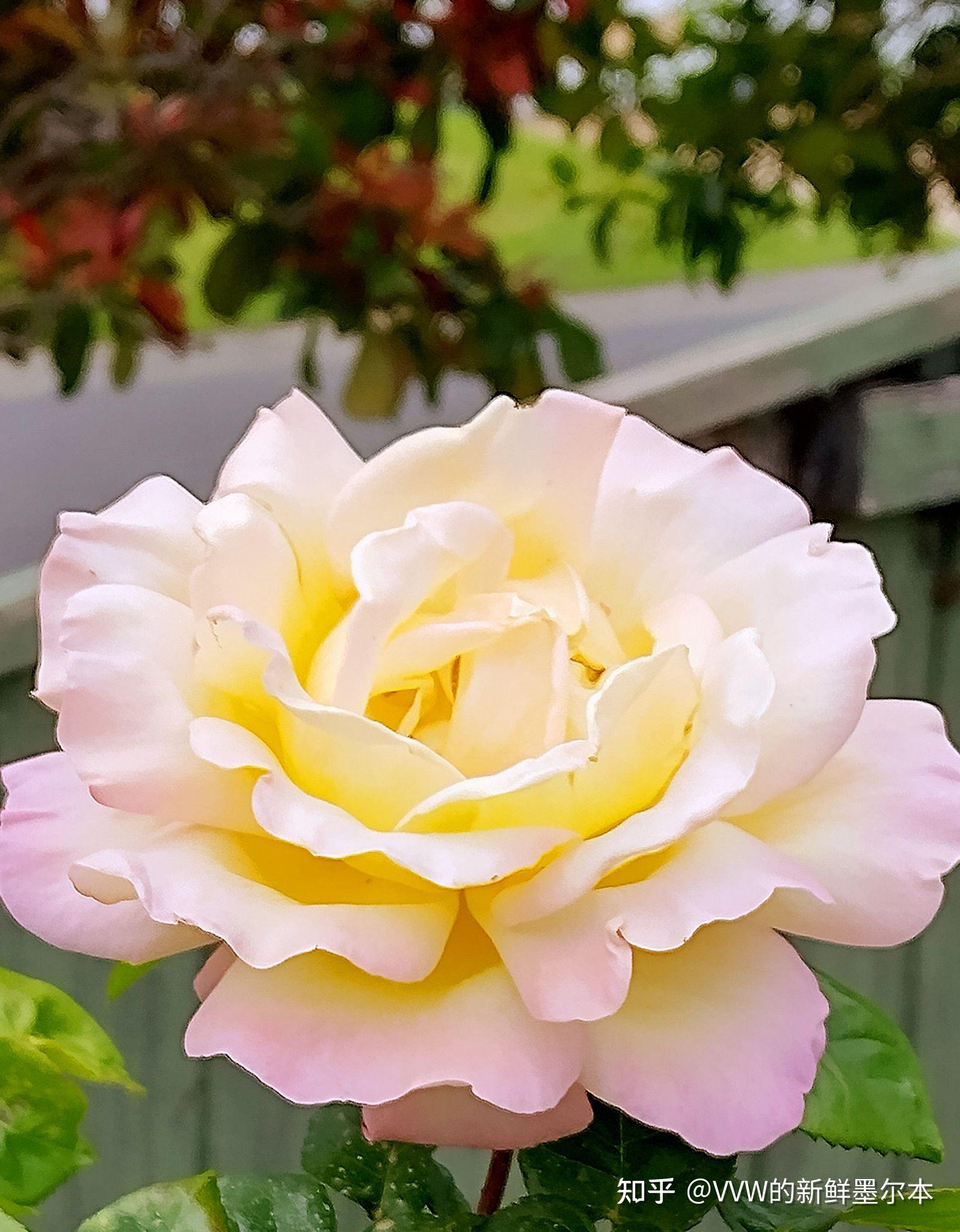 大花月季黄色和平