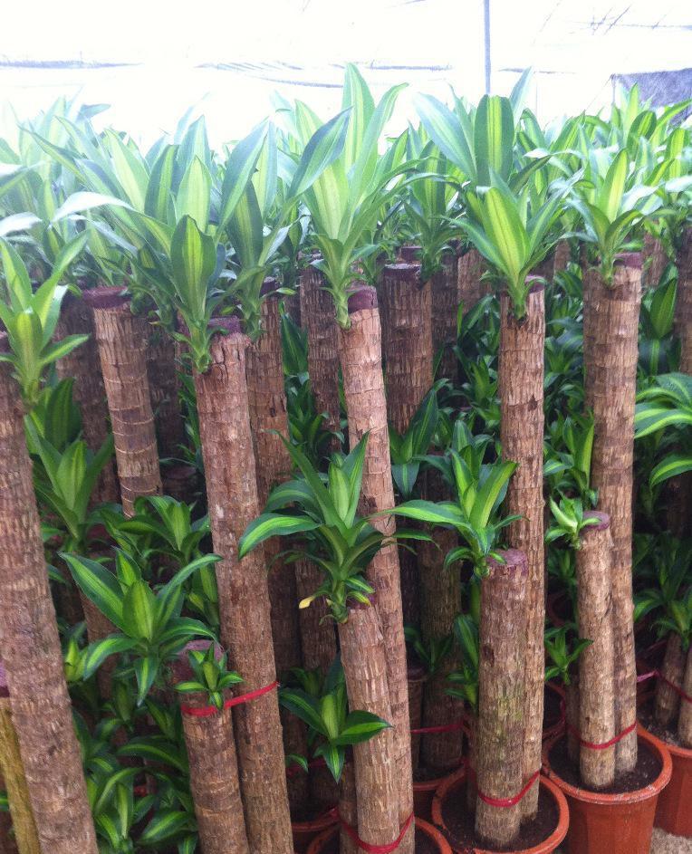 巴西木摆放禁忌,巴西木应该怎样摆放