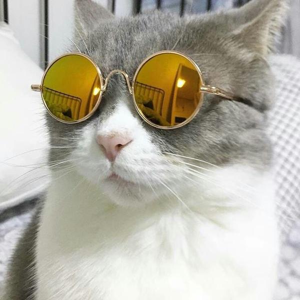 有哪些好看的猫咪壁纸或头像?