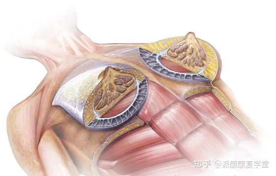 女性康復|乳房周圍的筋膜,淋巴,血管知多少?附保健手法 - 知乎