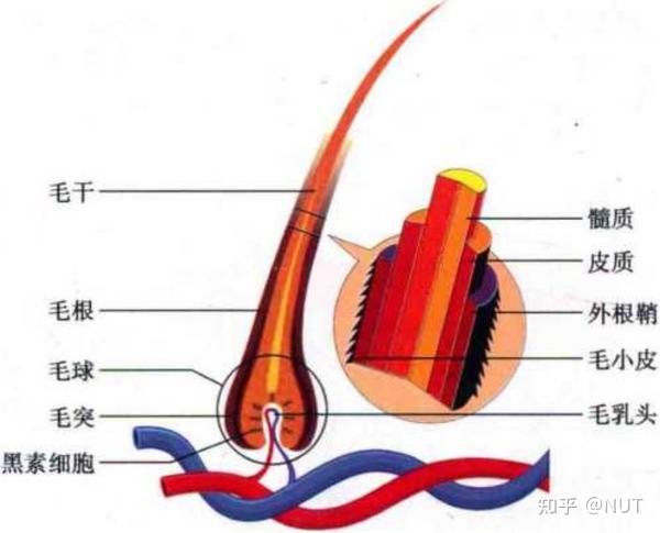 皮肤结构与功能作用大揭秘 - 知乎