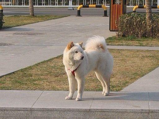 本犬纲目(中国本土狗品种大全) - 知乎
