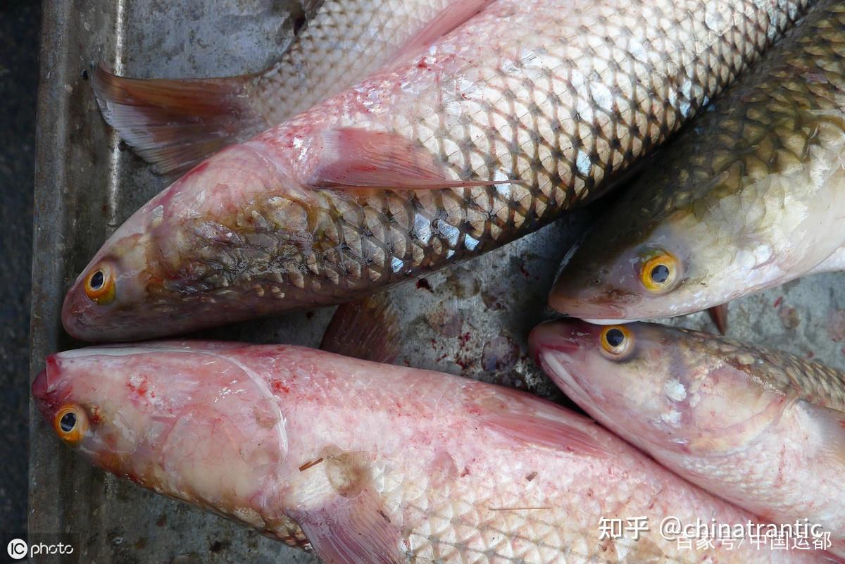 “白垩纪最危险鱼类”竟然只是沧龙的海鲜大餐？_凤凰网