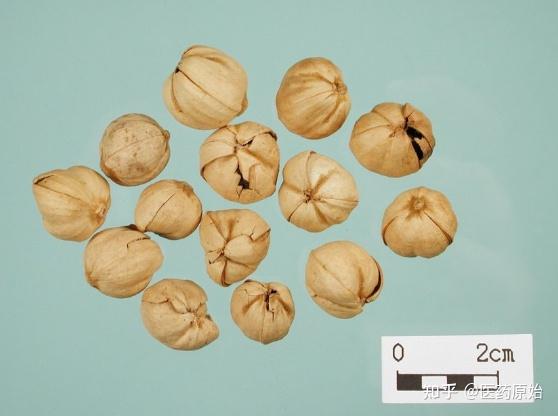 带你识别豆蔻 - 知乎