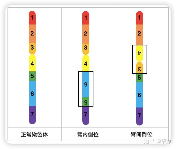 3.5.2 染色体结构畸变 - 知乎