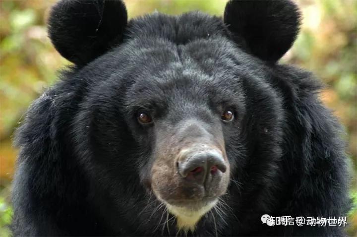 黑熊东北亚种图片