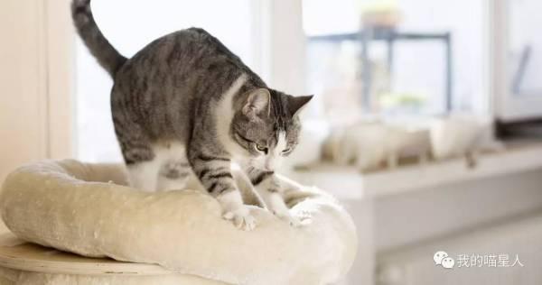 猫咪为什么会出现 踩奶 的行为 知乎 猫咪为什么会出现 踩奶 的行为 知乎