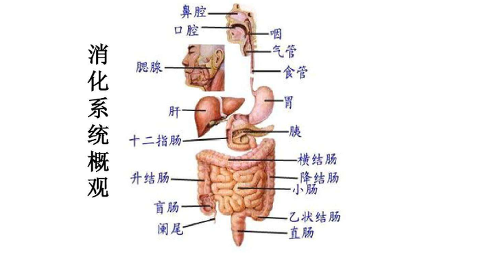 健康 肠识 知多少 肠菌和健康 知乎