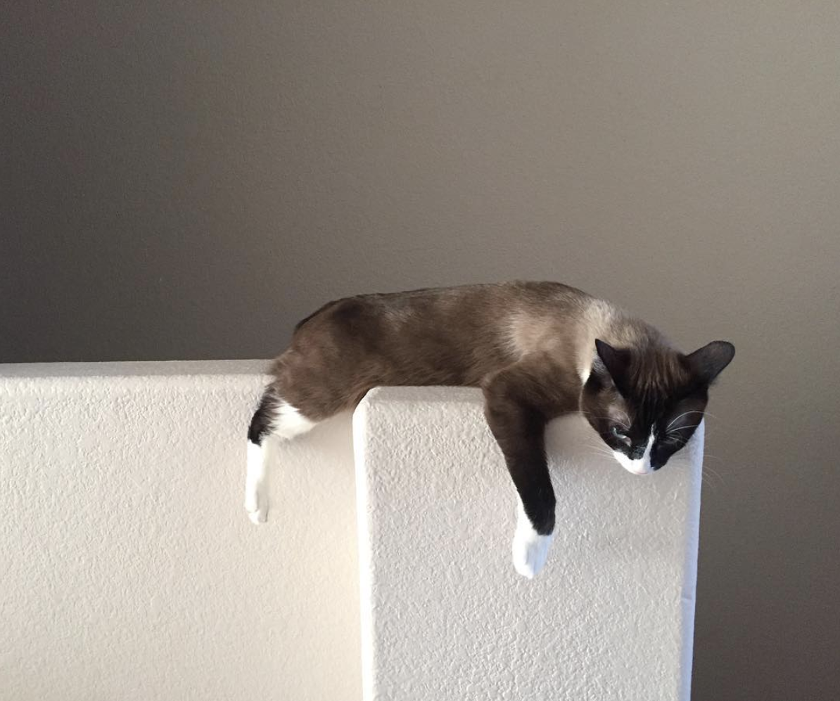 吸猫大会:雪鞋猫spike