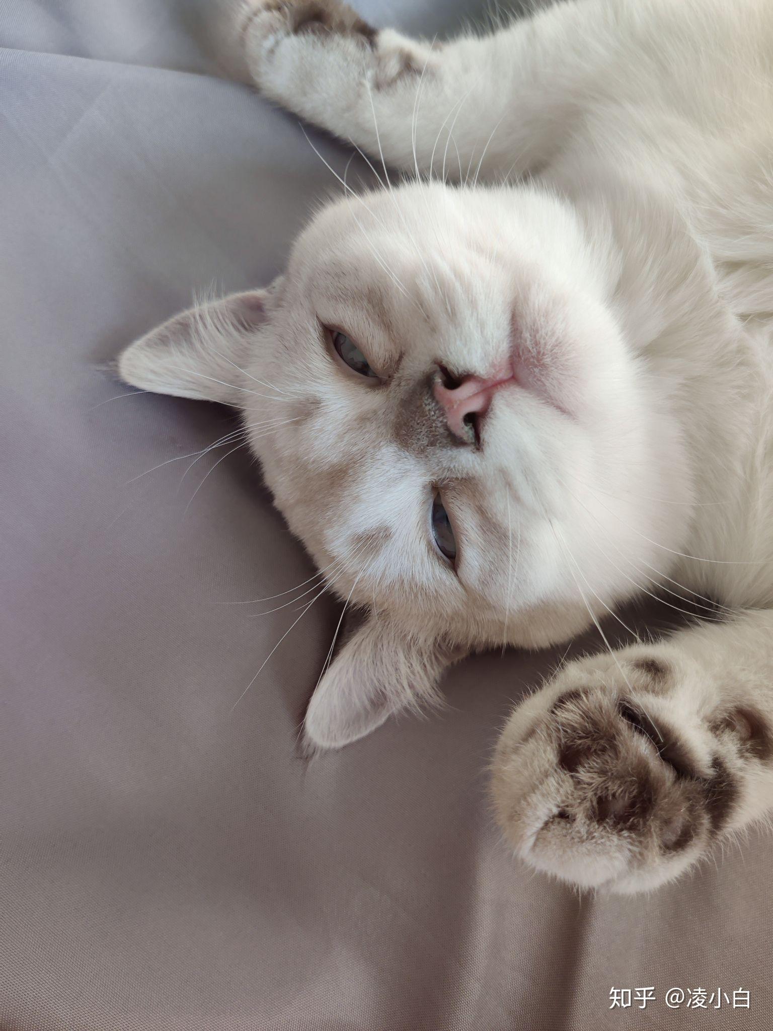 看看我家小疯猫