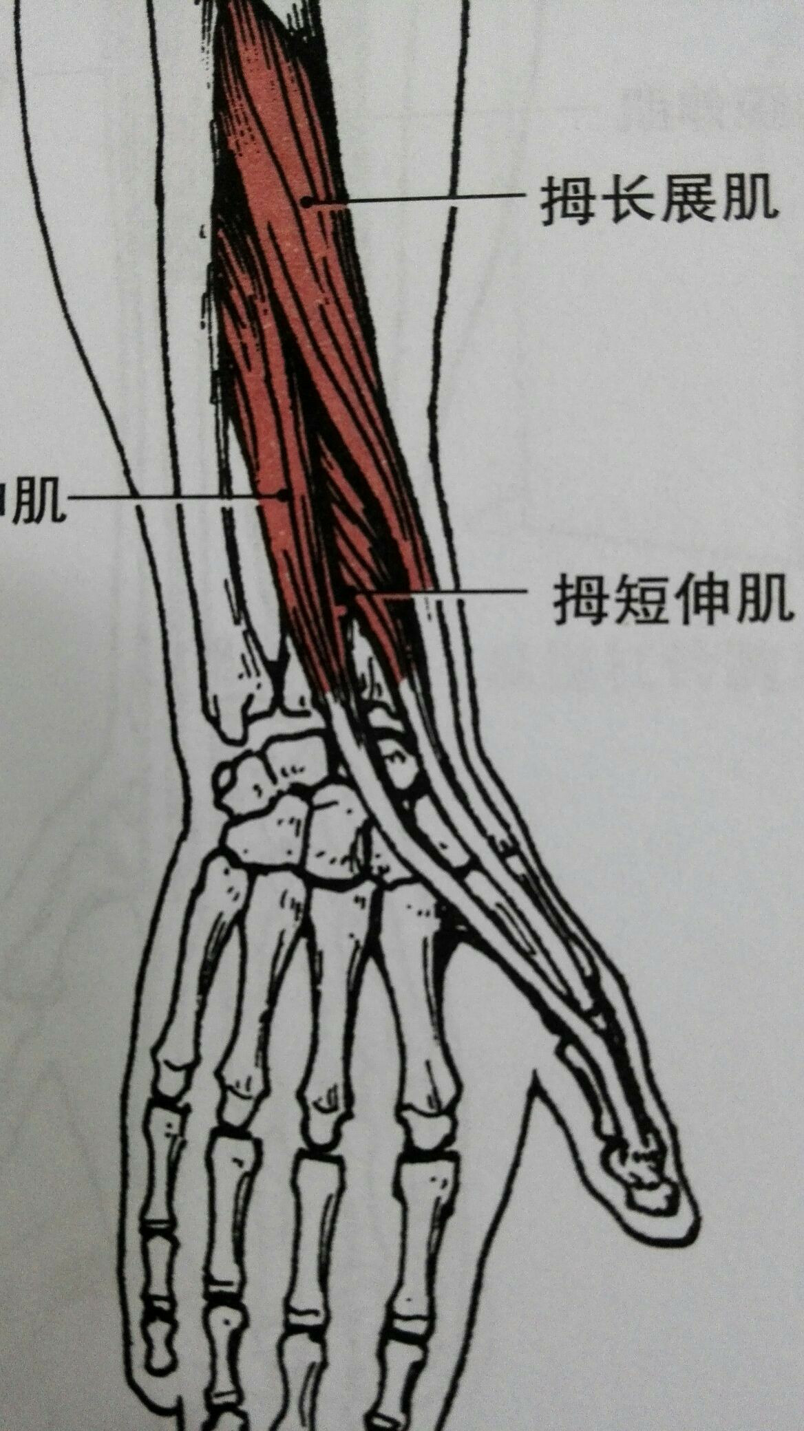 【1】在腕关节大拇指一侧有一个纤维通道,走行着支配拇指的两个肌腱