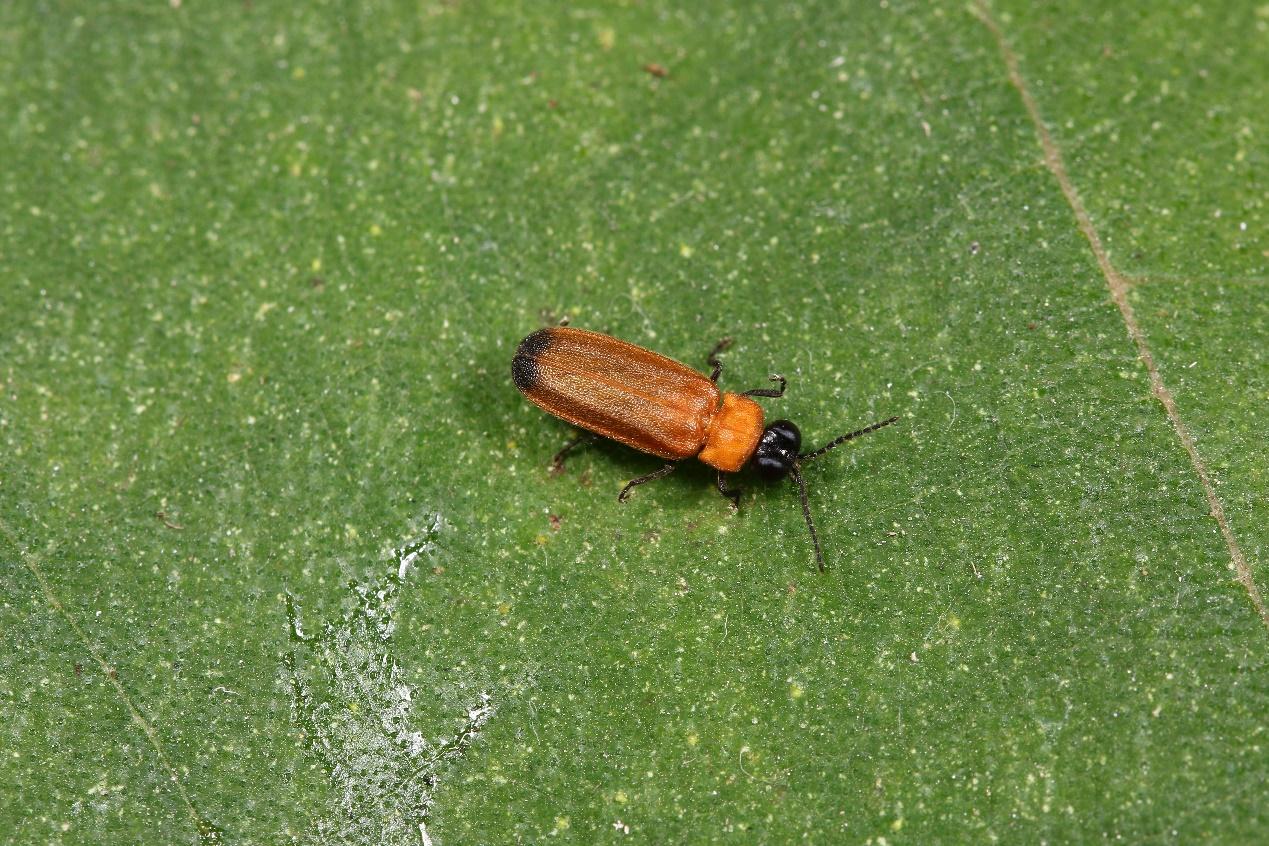 发声乱象丛生脆弱的本土萤火虫归去何方