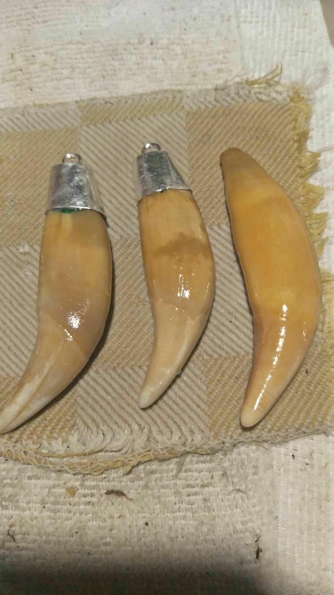 如何区分狼牙和狗牙与其他兽牙 - 知乎