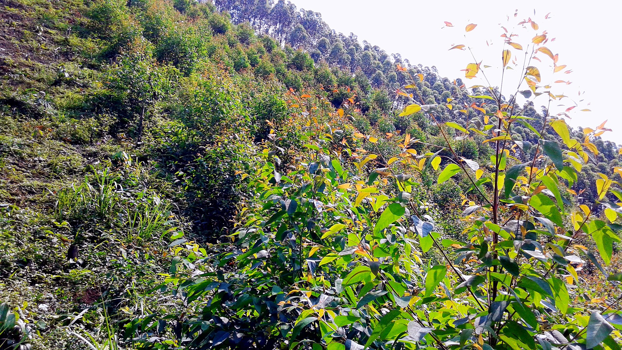 万元林不是梦一亩收益万元的桉树该怎样造