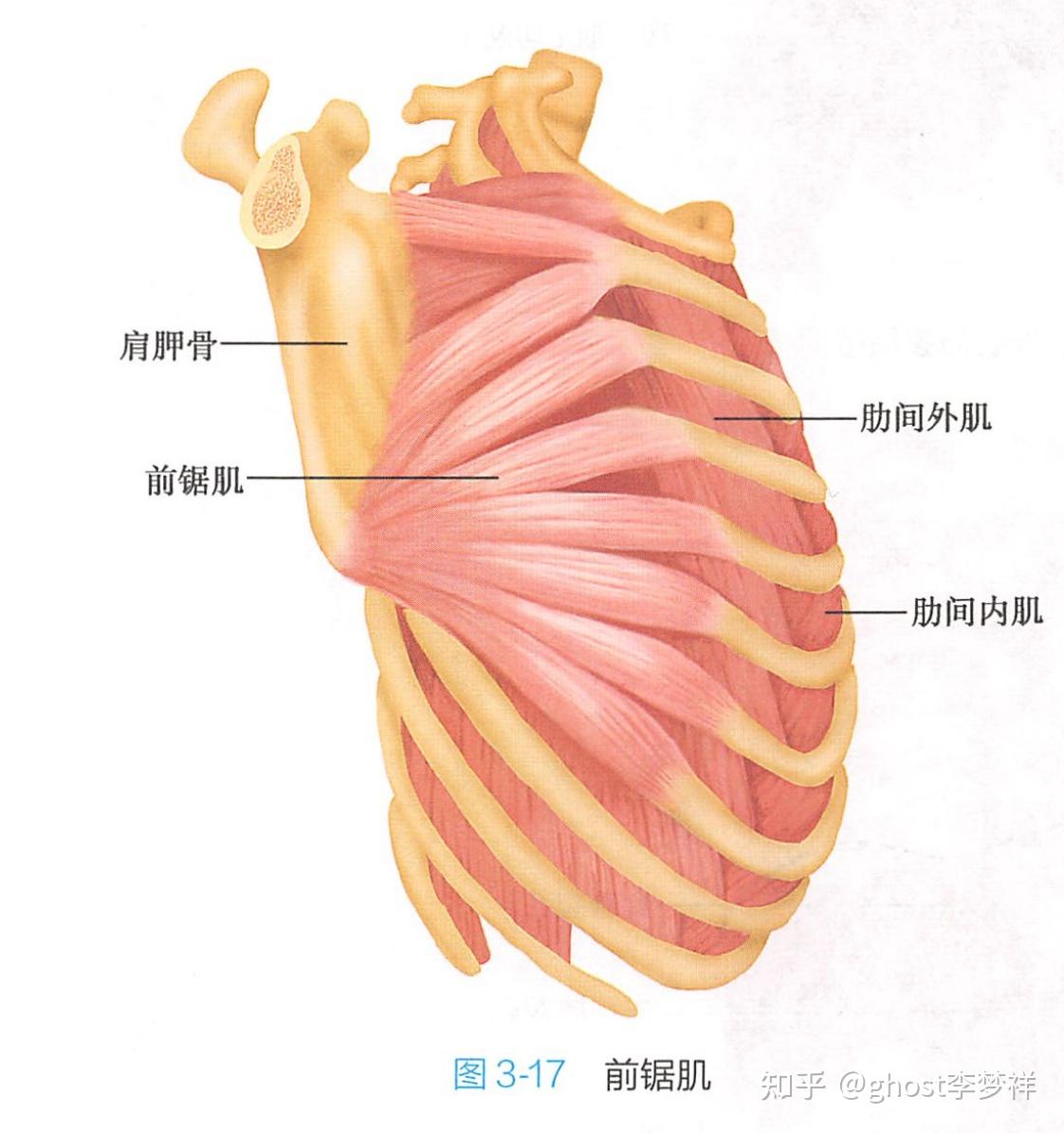 医学笔记，系统解剖学#11-躯干肌 - 知乎