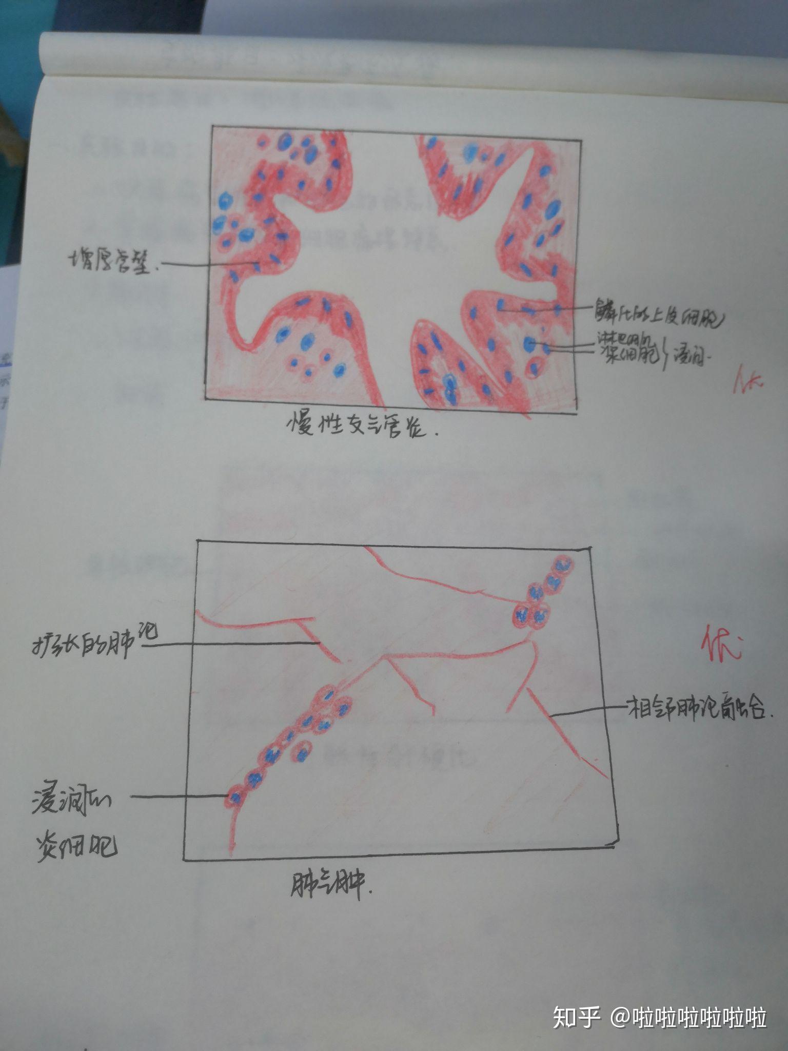 气管红蓝铅笔手绘图图片