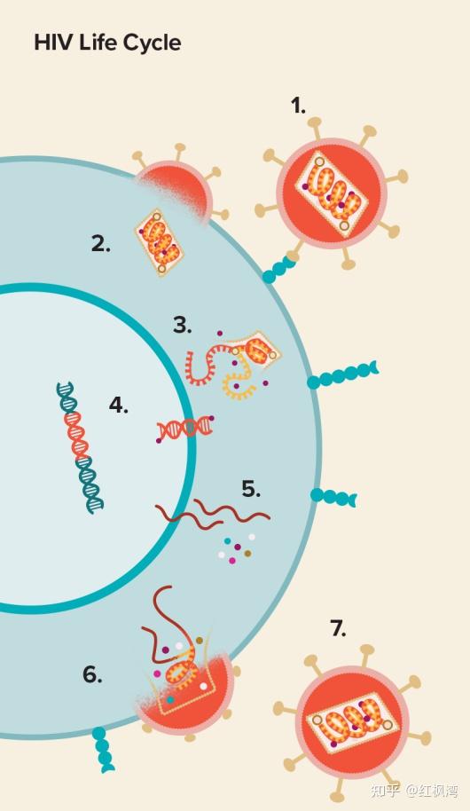 艾滋病毒生命周期的7个不同阶段你真的了解吗