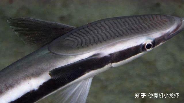 鮣鱼 - 知乎