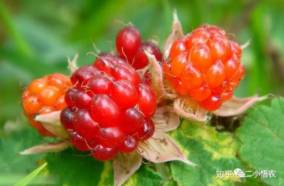 二十四,粉枝莓(蔷薇科悬钩子属)每年7,8月,沿着雅鲁藏布江,从林芝机场