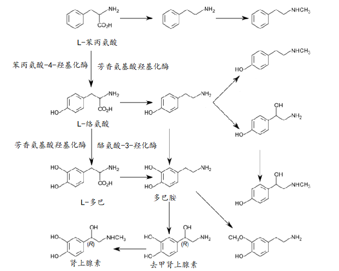 在机体内,去甲肾上腺素,多巴胺,肾上腺素可传递各种化学信息