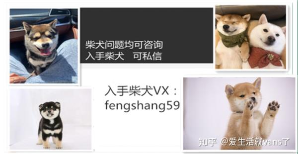 柴犬好养吗 如何给柴犬喂药 知乎