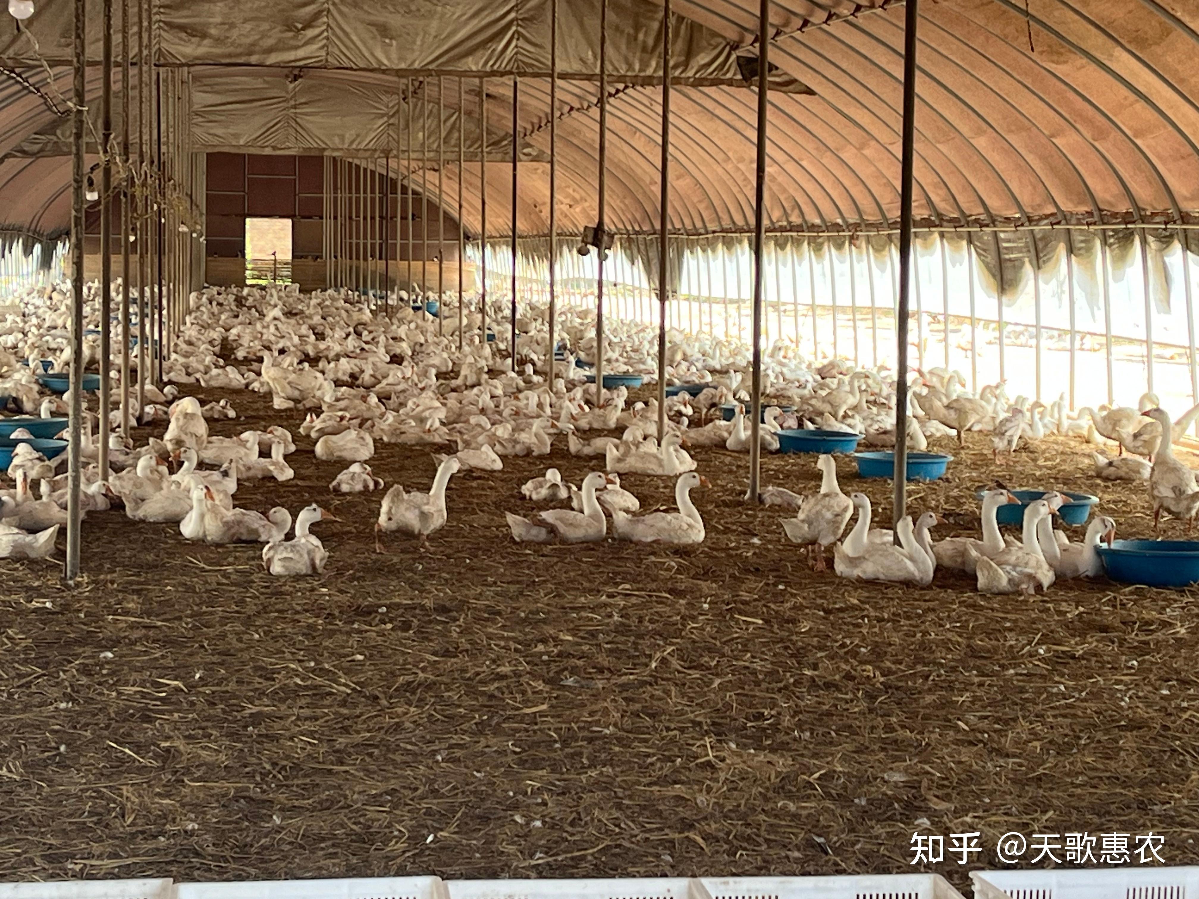 想养鹅的朋友们注意了,怎样建设鹅棚?