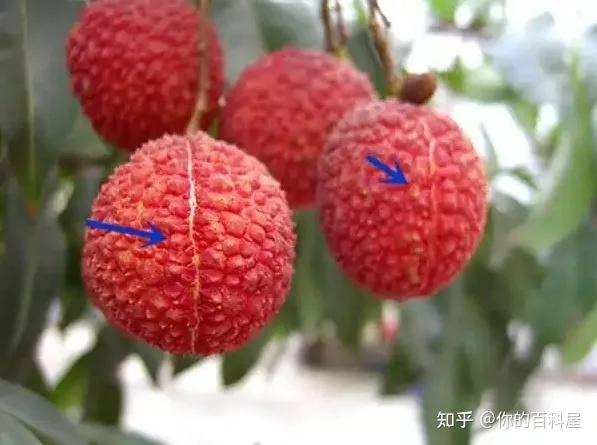 荔枝身上的缝,是为了方便你捏开吗? - 知乎