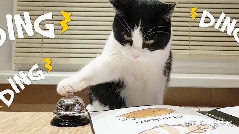 猫按铃铛表情包图片