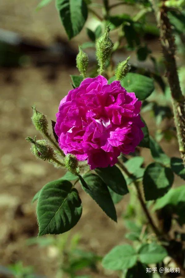 生态客自然观察【分科识花图鉴】32 蔷薇科 b 蔷薇亚科(下) - 知乎