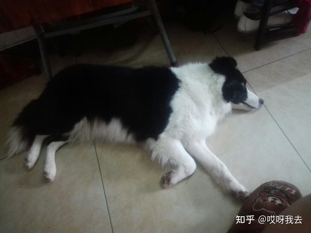 边牧呕吐白色液体