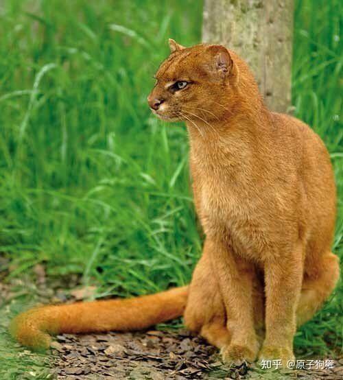 猫亚科的老大美洲狮,到底是什么样的?