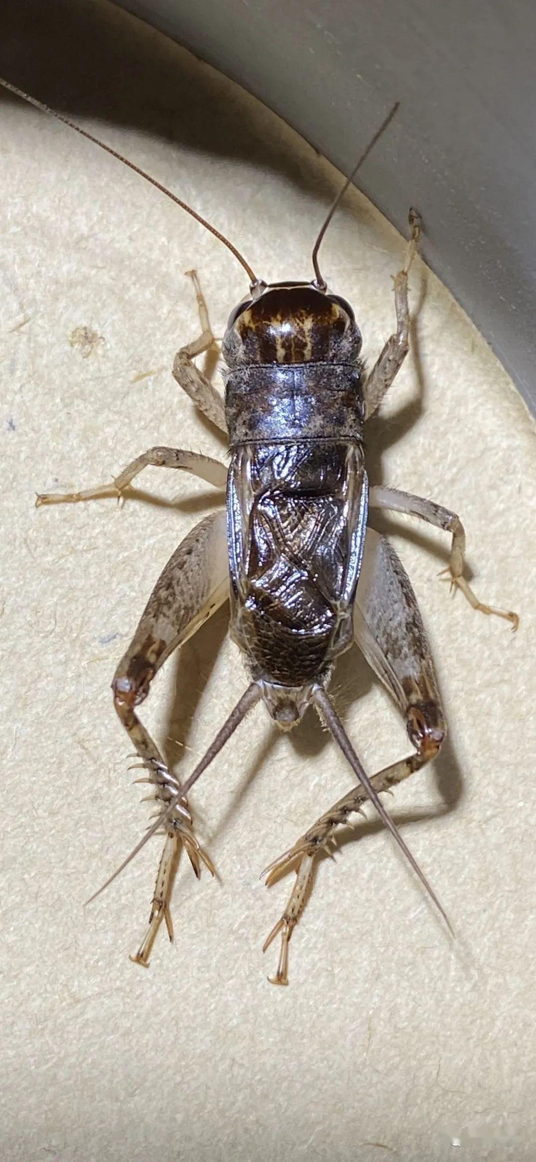 蟋蟀分享:开花麻头,紫黄