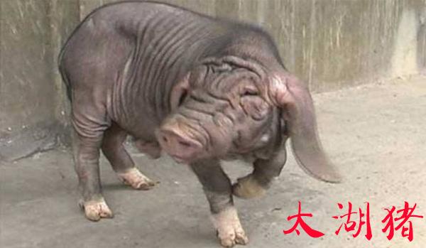 第一节：我们要养什么猪？猪的品种简介 - 知乎
