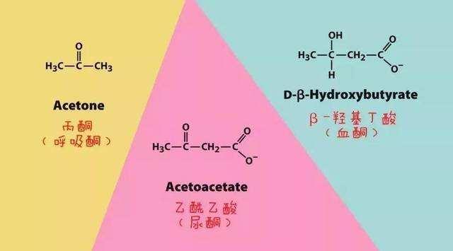 酮体的历史 知乎