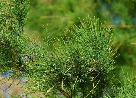 忠诚的海疆卫士——木麻黄