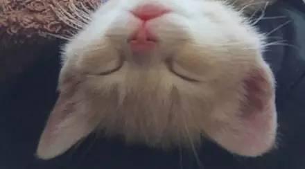 刚出生没多久的小奶猫怎么养? - 知乎