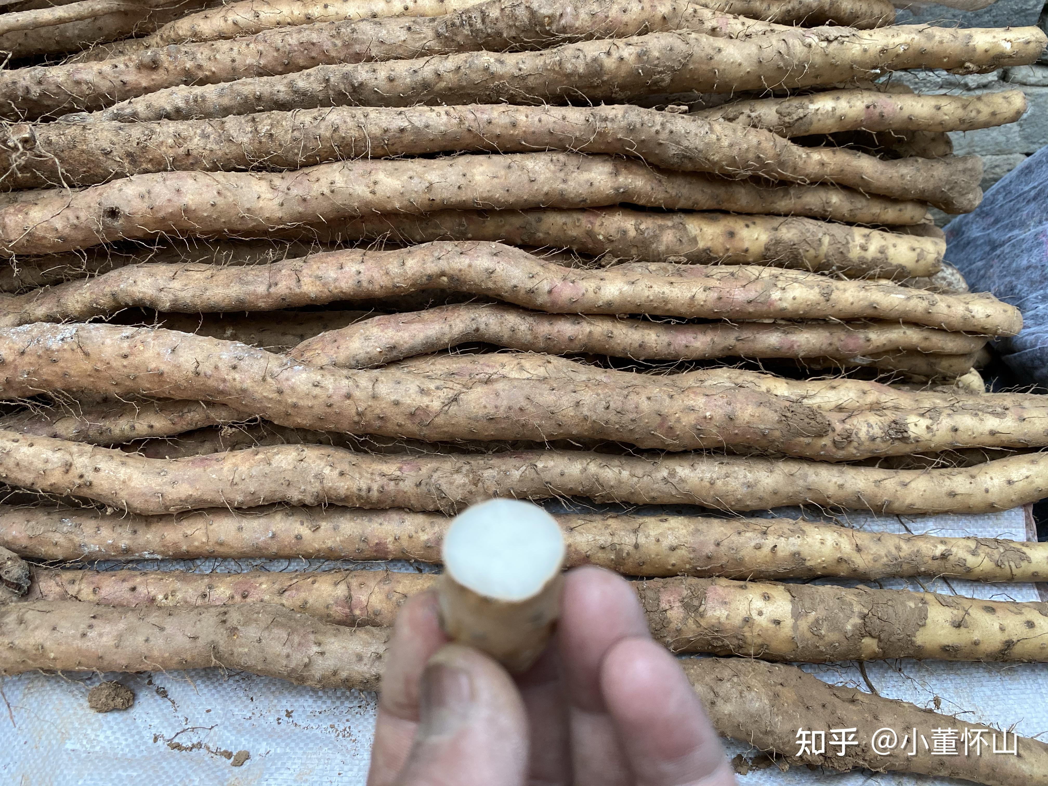 温县垆土铁棍山药的现状和鉴别
