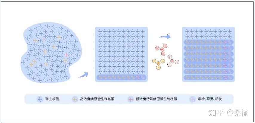 靶向测序！打开超多重pcr的“青铜门” 知乎 9583