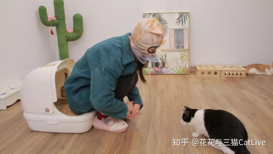 怎么教猫咪上厕所视频 v2-363d2017f12c5d3e10d27788cefd5f65_r.jpg