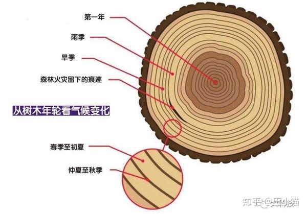 树年轮结构示意图图片
