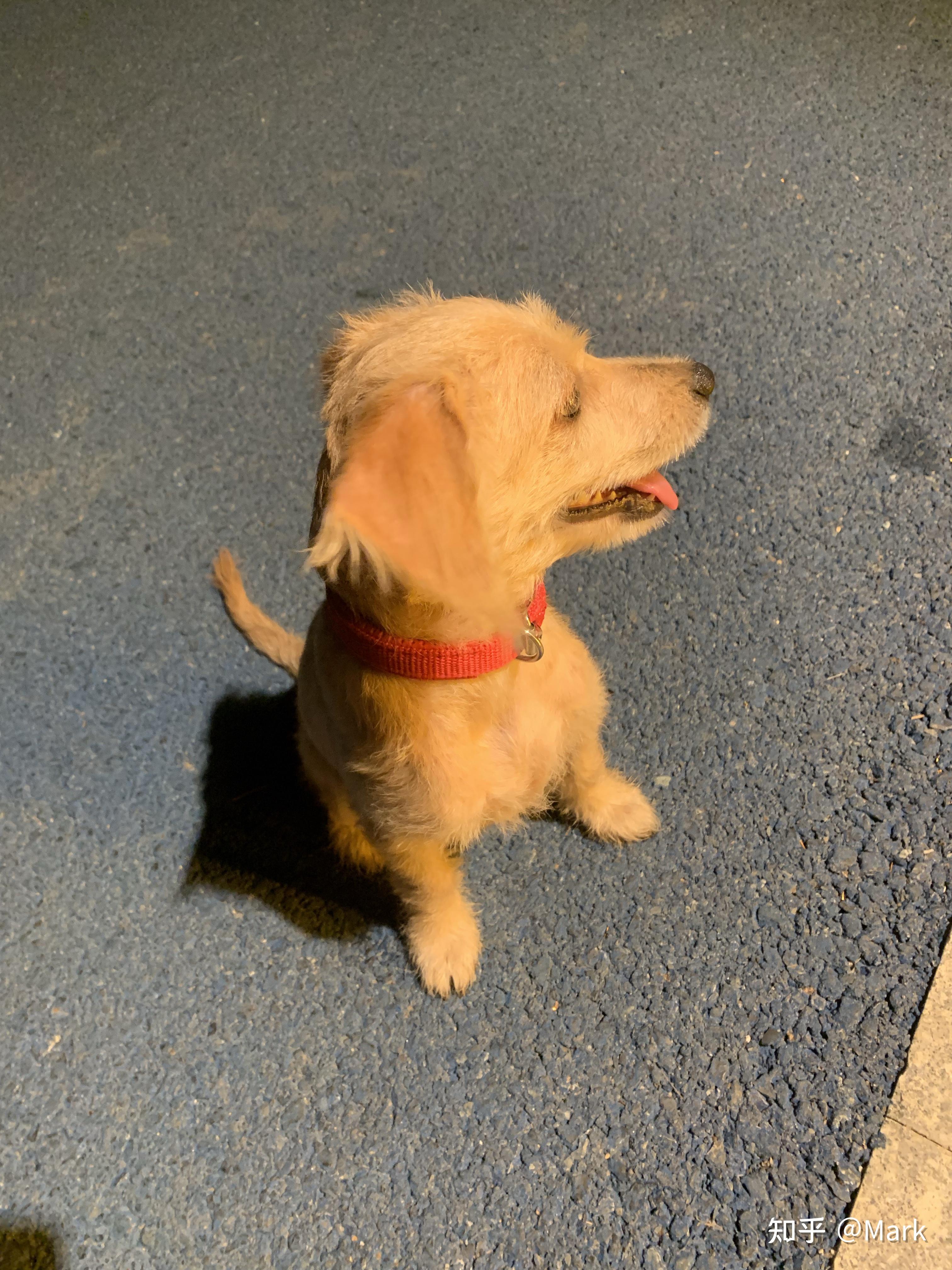 谁能告诉我这是什么串串狗都5个月了还那么小