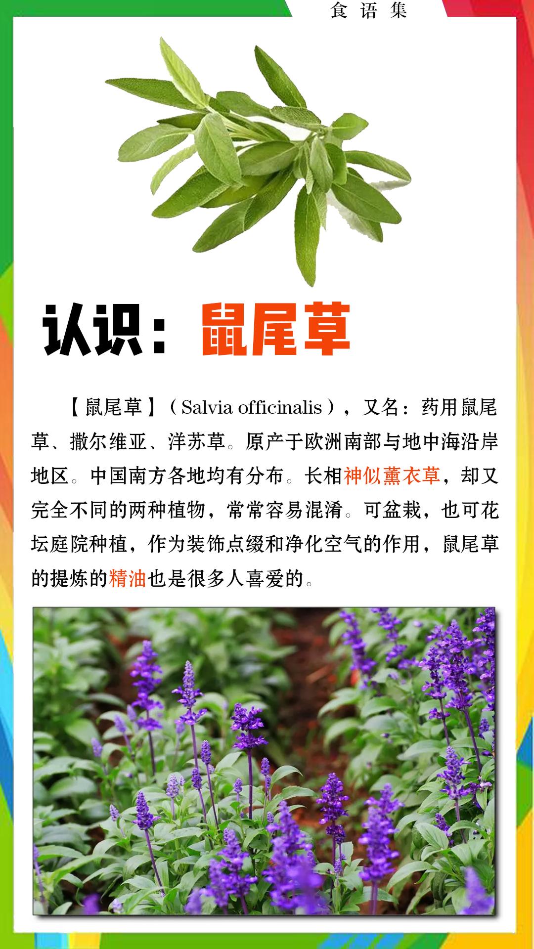 厨房小知识 认识 鼠尾草 知乎